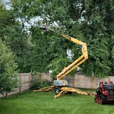 Professional Tree Removal in California Polytechnic State University, CA